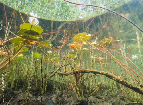 Dense aquatic vegetation at shallow lake shore