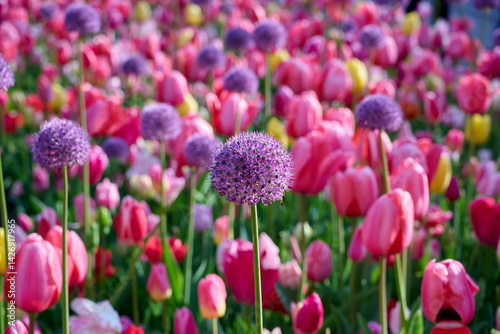 Fototapeta Naklejka Na Ścianę i Meble -  purple pink allium in mixed tulip field