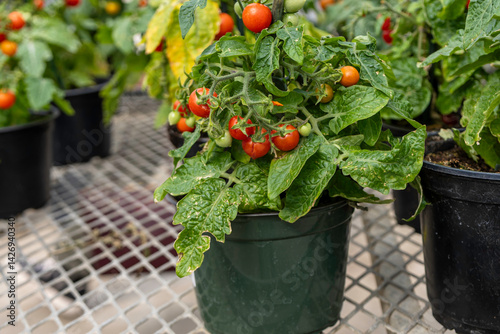 Close-up of  ripe red cherry tomatoes  in pot located in greenhouse.  Indoor gardening, organic produce, homegrown ecological food.