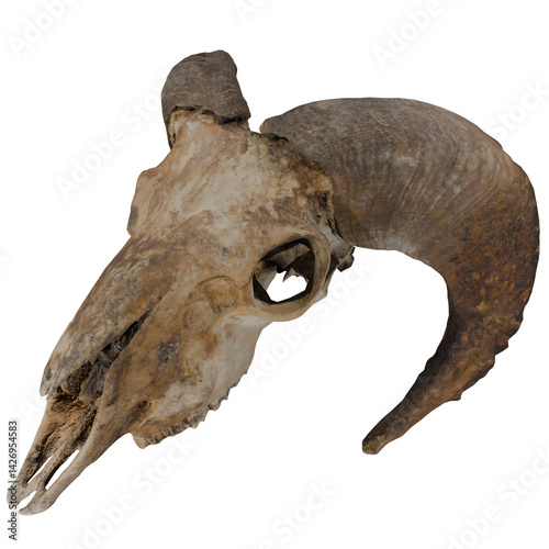 Ram skull