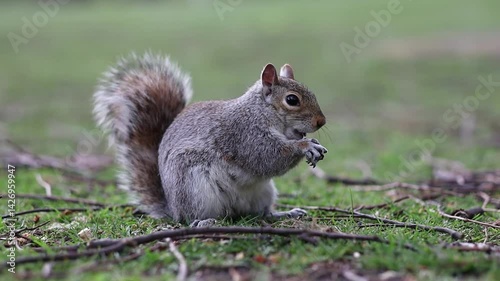 Eastern Gray Squirrel Holds Food in London Park. Portrait of Cute Furry Rodent in Green Nature.