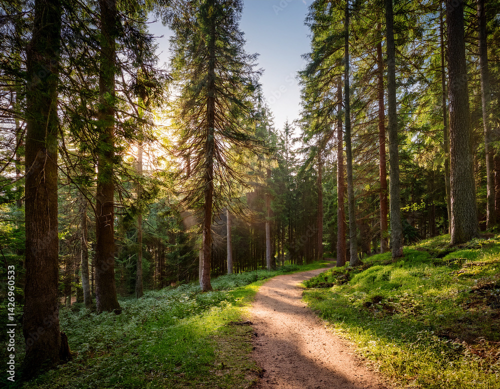 Naklejka premium A winding dirt path leading into a dense forest surrounded by towering evergreen trees under soft sunlight.