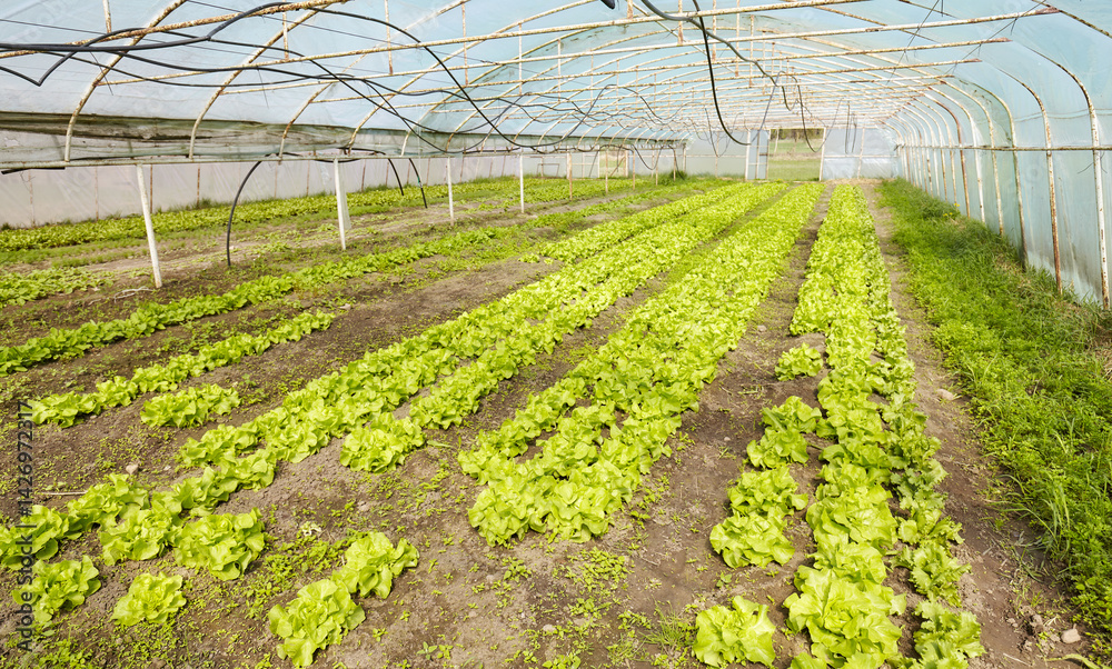 Organic vegetables grown in a foil tunnel.