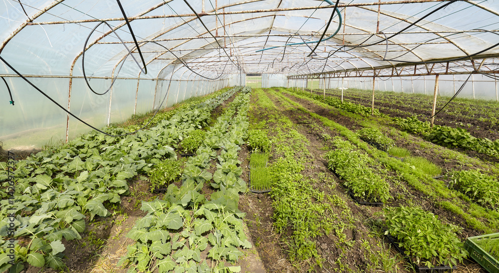 Organic vegetables grown in a foil tunnel.