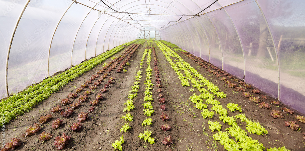 Organic vegetables grown in a foil tunnel.