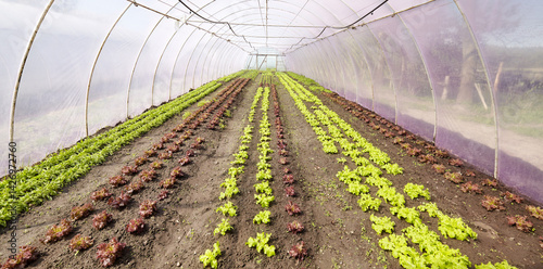 Obraz na płótnie Organic vegetables grown in a foil tunnel. w salonie