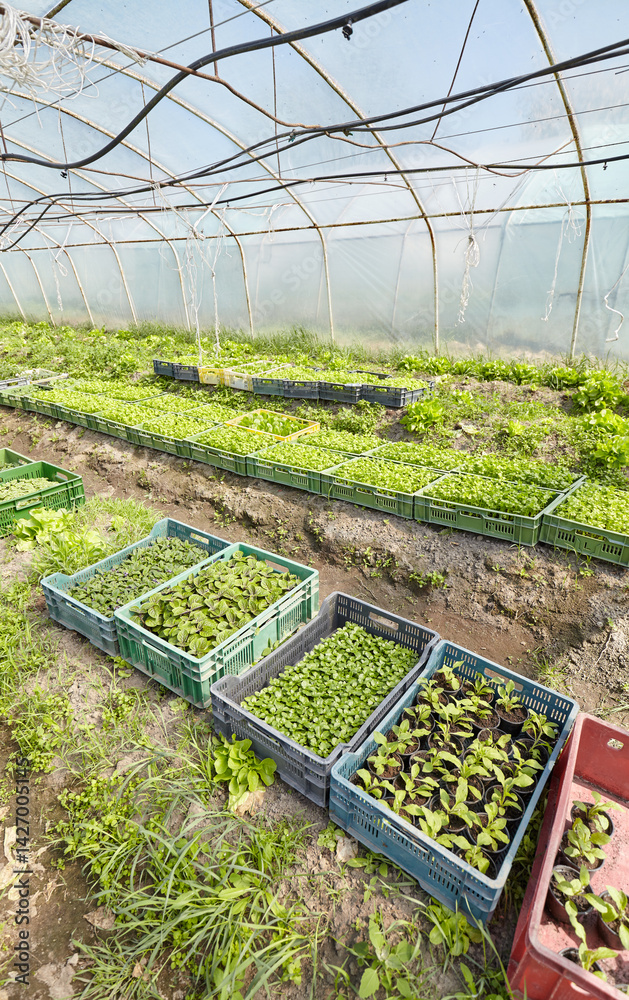 Organic vegetables grown in a foil tunnel.