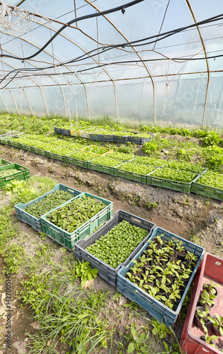 Obraz na płótnie Organic vegetables grown in a foil tunnel. w salonie