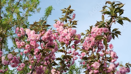 Cherry or  sakura pink blossom clode up against blue sky