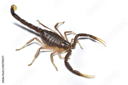 Closeup of the Black Deathstalker scorpion Leiurus jordanensis from Jordan, photographed on white background photo