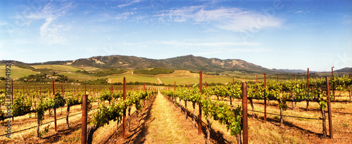 Panoramic view of vineyards in spring, Napa Valley, California, USA.