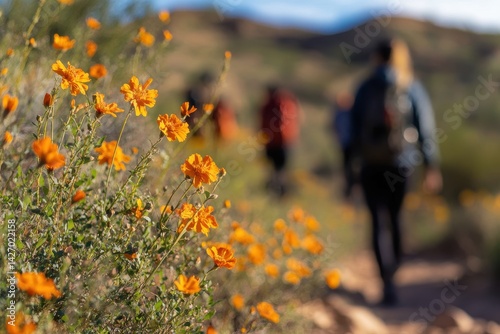 Desert wildflowers bloom alongside a hiking trail.  Hikers enjoy the vibrant landscape