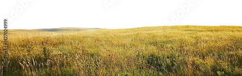 Open countryside landscape with yellow grass, isolated on transparent cutout background