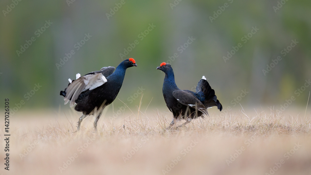 Black grouse (Lyrurus tetrix) at lek