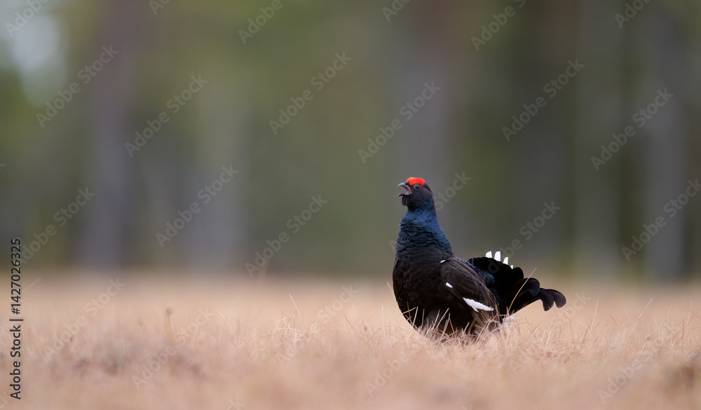 Black grouse (Lyrurus tetrix) at lek