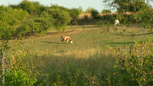 Cows gaze in the meadow.