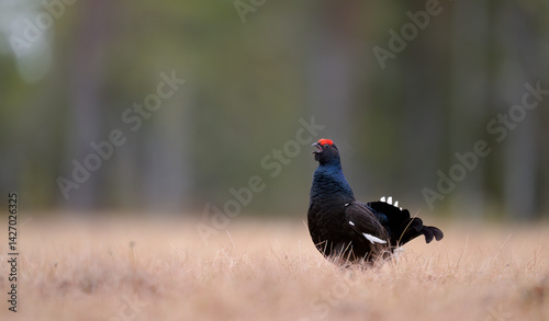 Black grouse (Lyrurus tetrix) at lek
