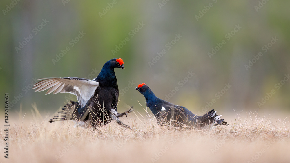 Black grouse (Lyrurus tetrix) at lek