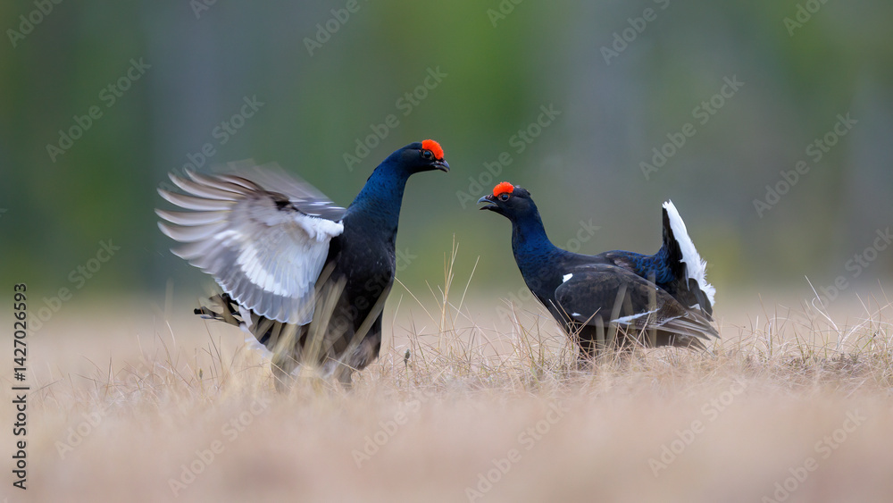 Black grouse (Lyrurus tetrix) at lek