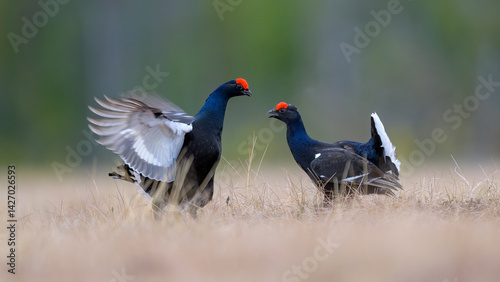 Black grouse (Lyrurus tetrix) at lek