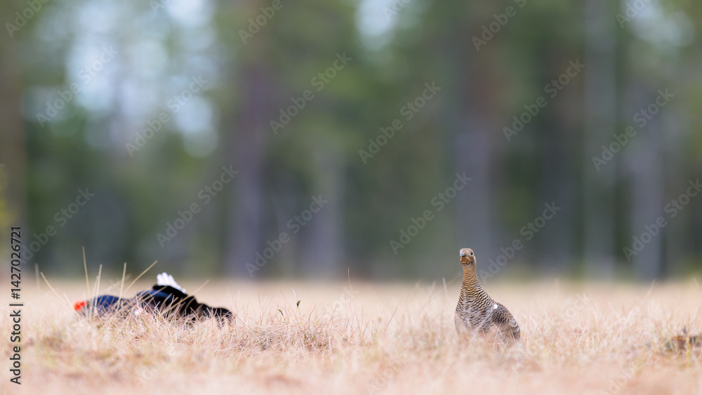 Female black grouse (Lyrurus tetrix) at lek