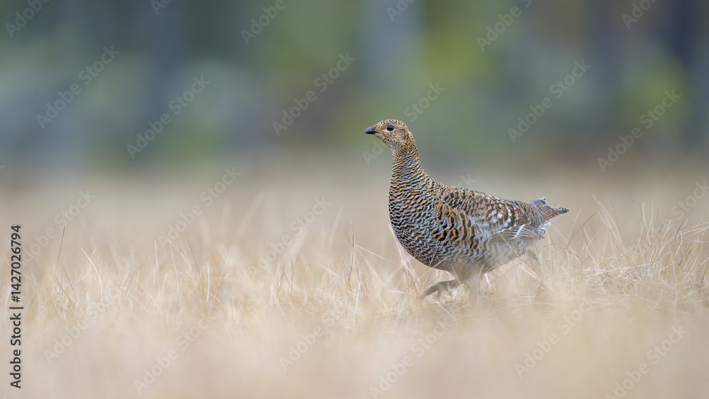 Female black grouse (Lyrurus tetrix) at lek