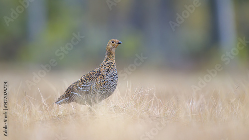 Female black grouse (Lyrurus tetrix) at lek