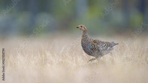 Obraz na płótnie Female black grouse (Lyrurus tetrix) at lek w salonie
