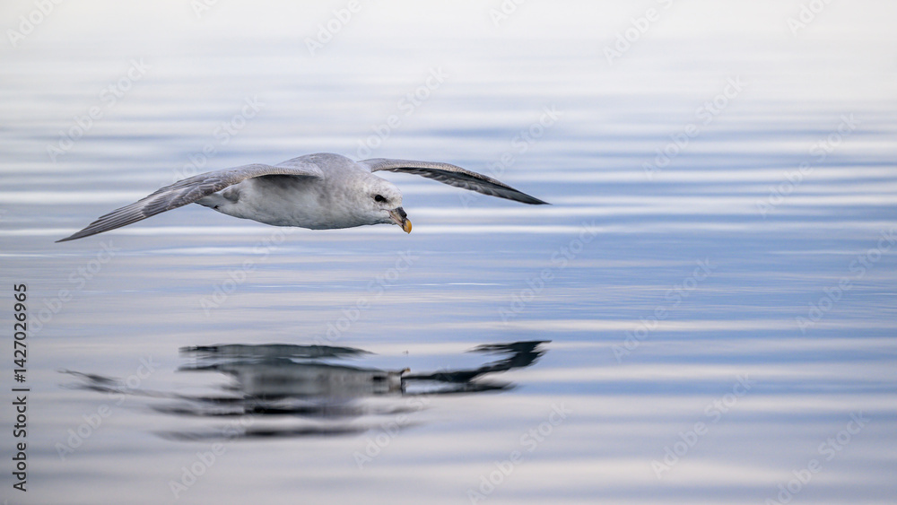 Northern fulmar (Fulmarus glacialis) low flight
