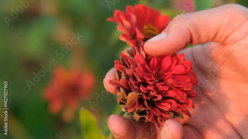 Clode up of man's hands picking flowers in the field