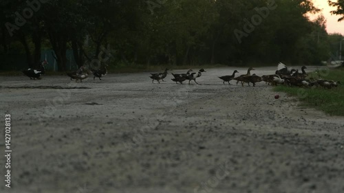 A flock of geese is walking through the village