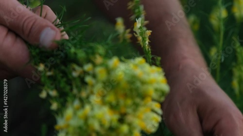Clode up of man's hands picking flowers in the field
