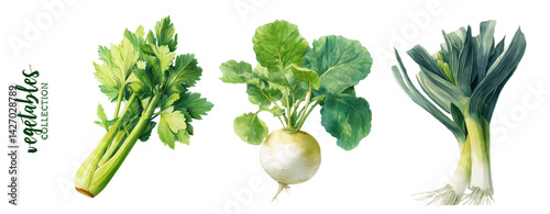 Watercolor vegetables set – celery leek turnip. Vegetables collection part.  Watercolor hand drawn illustration in vintage style isolated on a white background.