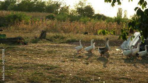 A flock of geese is walking through the village