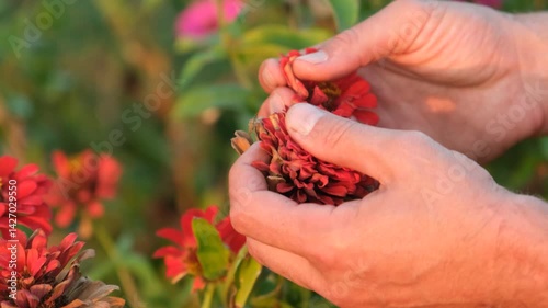 Clode up of man's hands picking flowers in the field
