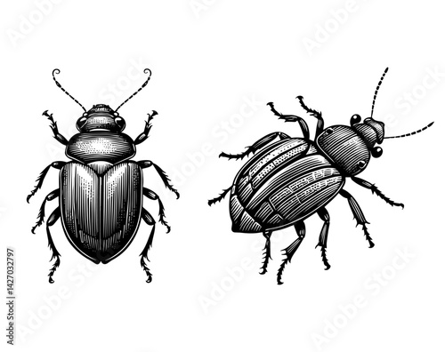Detailed Beetles in wood engraving style in black and white for scientific illustration