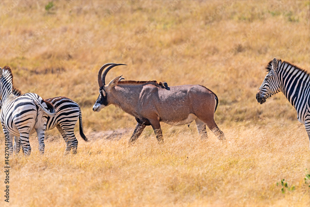 Roan Antelope Amid a Herd of Zebra