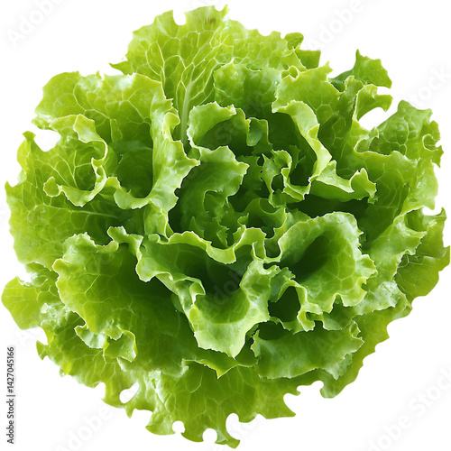 green lettuce head wit leaves on transparent background	