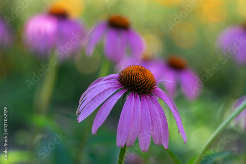 Obraz na płótnie Echinacea purpurea purple white coneflowers flowering plants, group of ornamental medicinal hedgehogs flower in bloom w salonie