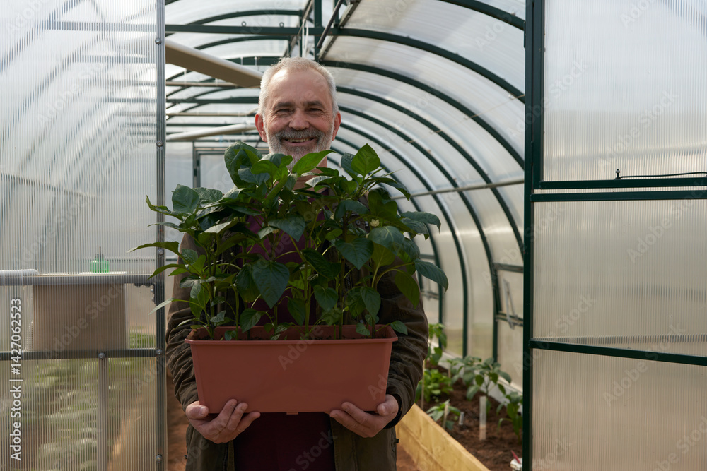 An adult man with a container of sweet pepper seedlings in his hands against the background of a polycarbonate greenhouse with beds.