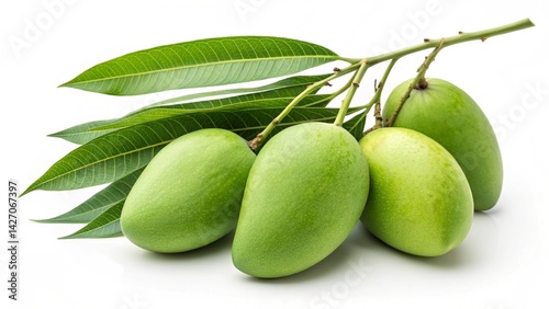 Wallpaper Mural “High-resolution food photography of a fresh harvest cluster of unripe green mangoes, with vivid lime-colored smooth skin and oval shape. The fruit is still attached to stems and leaves, displayed on  Torontodigital.ca