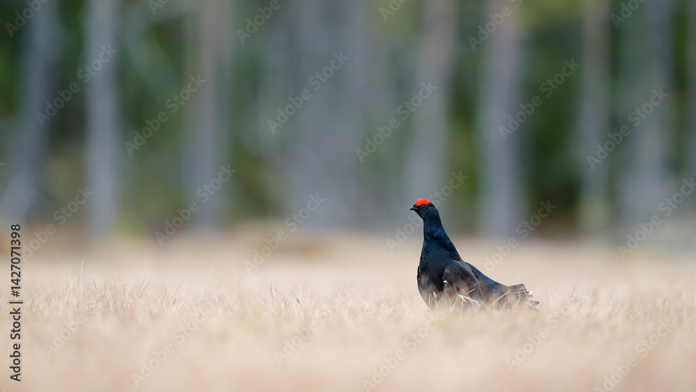 Black grouse (Lyrurus tetrix) at lek