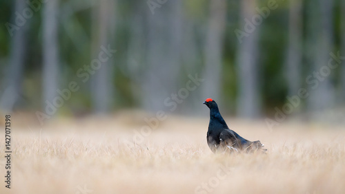Obraz na płótnie Black grouse (Lyrurus tetrix) at lek w salonie
