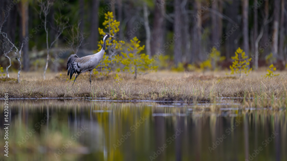 Common crane (Grus grus) in forest in spring
