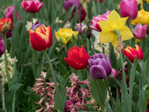daffodils and tulips, flowers of different colors in a natural environment on a green background, spring ornamental plants with rain drops