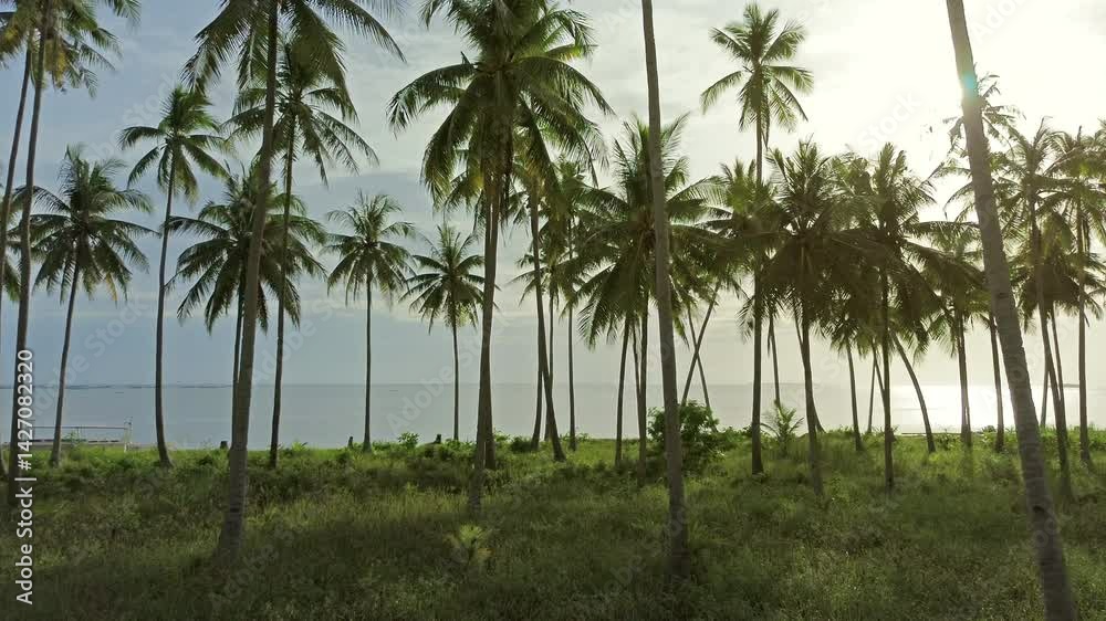 Moving to sea between coconut palm trees on tropical island at sunset, 4k