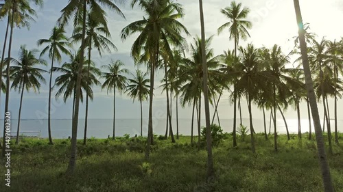Wallpaper Mural Moving to sea between coconut palm trees on tropical island at sunset, 4k Torontodigital.ca