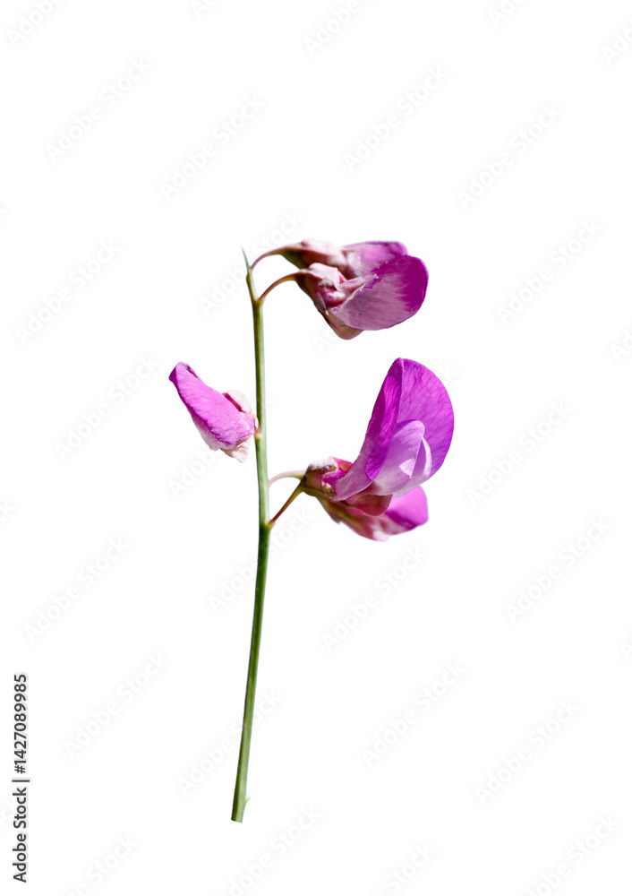 Slender vetch, scientifically known as Vicia tetrasperma, captivates with its striking pink hues, adding a delightful touch of vibrancy and charm to its surroundings. Slender vetch, scientifically known as Vicia tetrasperma, captivates with its striking pink hues, adding a delightful touch of vibrancy and charm to its surroundings.