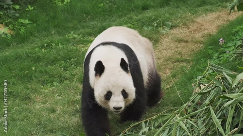 Cute giant panda bear walking on grass, 4k