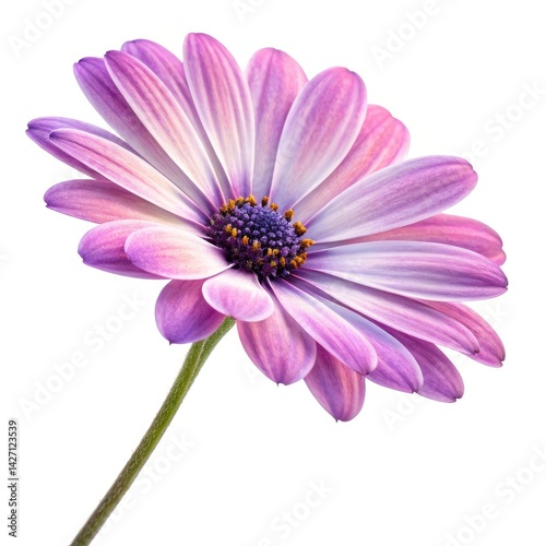 pink daisy isolated on white background